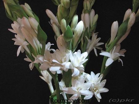 عکس گل مریم،گل مریم، تصاویر گل مریم