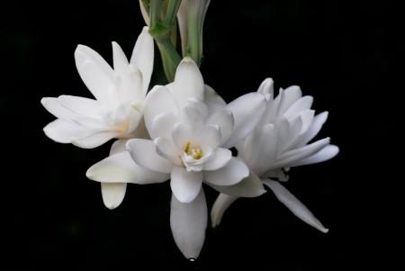 عکس گل مریم،گل مریم، تصاویر گل مریم، عکس گل