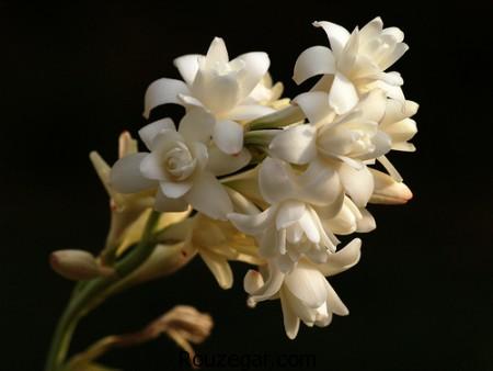 عکس گل مریم،گل مریم، تصاویر گل مریم، عکس گل