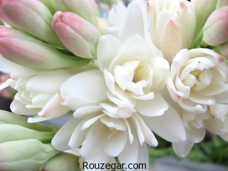 عکس گل مریم،گل مریم، تصاویر گل مریم، عکس گل