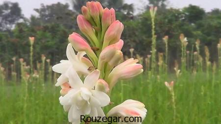 عکس گل مریم،گل مریم، تصاویر گل مریم، عکس گل