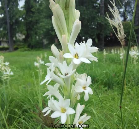 عکس گل مریم،گل مریم، تصاویر گل مریم، عکس گل