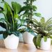 آشنایی با 5 گیاه آپارتمانی و نحوه نگهداری آنها