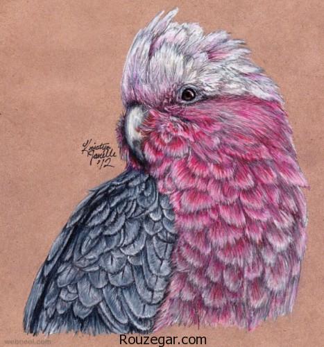 نقاشی پرندگان، نقاشی پرندگان با مداد رنگی، نقاشی پرندگان با قلم سیاه