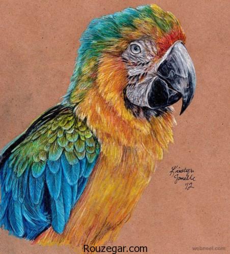 نقاشی پرندگان، نقاشی پرندگان با مداد رنگی، نقاشی پرندگان با قلم سیاه