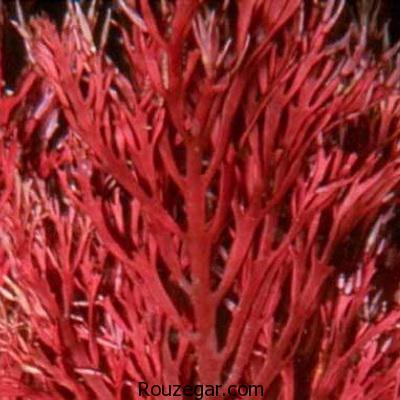 ‎فواید جلبک قرمز برای پوست