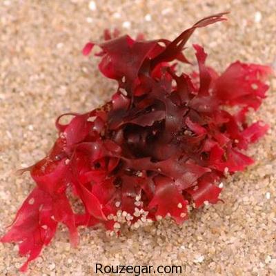 ‎فواید جلبک قرمز برای پوست