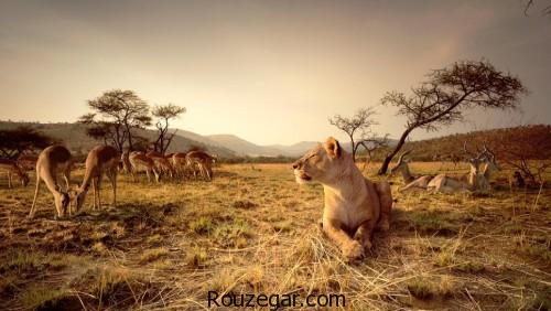  عکس حیات وحش،  عکس حیات وحش آفریقا