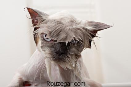 چرا گربه از خیار می ترسد,گربه ها از چه چیزی میترسند,چرا گربه خرخر می کند