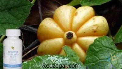 کاهش کلسترول با خواص گارسینیا،تنظیم قند خون با خواص گارسینیا،افزایش انرژی با خواص گارسینیا