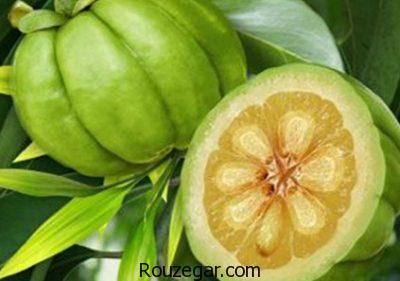 کاهش کلسترول با خواص گارسینیا،تنظیم قند خون با خواص گارسینیا،افزایش انرژی با خواص گارسینیا
