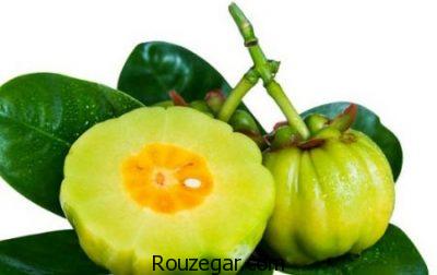 کاهش کلسترول با خواص گارسینیا،تنظیم قند خون با خواص گارسینیا،افزایش انرژی با خواص گارسینیا