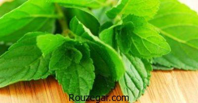 خواص نعناع،خواص نعناع گیاهی،خواص نعناع برای درد