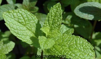 خواص نعناع،خواص نعناع گیاهی،خواص نعناع برای درد