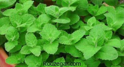 خواص نعناع،خواص نعناع گیاهی،خواص نعناع برای درد