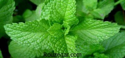 خواص نعناع،خواص نعناع گیاهی،خواص نعناع برای درد