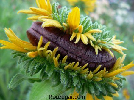 عکس عجایب دنیا، عکس عجایب