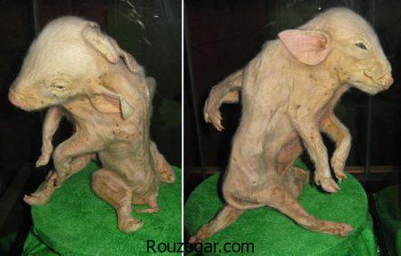 عکس عجایب دنیا، عکس عجایب