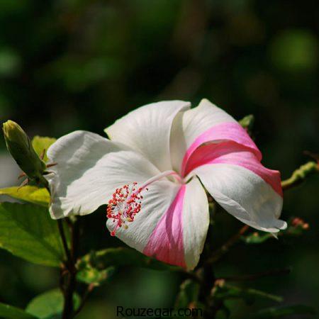 عکس عجایب دنیا، عکس عجایب