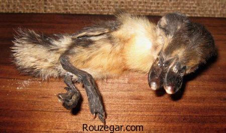 عکس عجایب دنیا، عکس عجایب