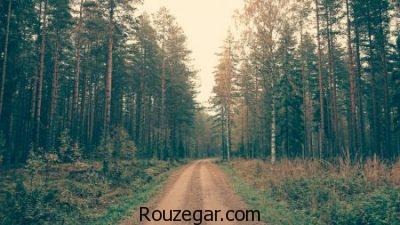 عکس جنگل، عکس جنگل های زیبا