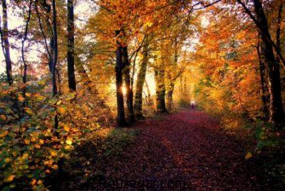 عکس جنگل، عکس جنگل های زیبا