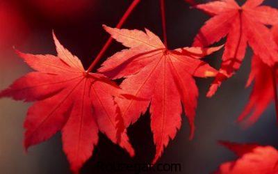 Leaf-photo-rouzegar-3-400x250.jpg