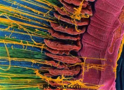  تصاویر میکروسکوپی،  تصاویر میکروسکوپی از بدن انسان