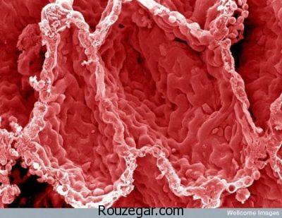  تصاویر میکروسکوپی،  تصاویر میکروسکوپی از بدن انسان