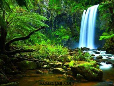 جنگل آمازون،  عکس جنگل آمازون