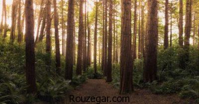 عکس جنگل، عکس جنگل های زیبا