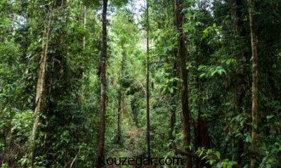 عکس جنگل، عکس جنگل های زیبا