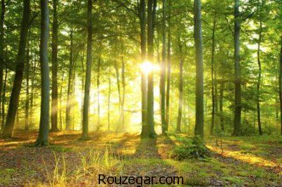 عکس جنگل، عکس جنگل های زیبا