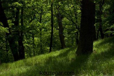 عکس جنگل، عکس جنگل های زیبا