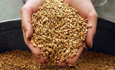 خواص گندم سیاه برای کیسه صفرا,ویتامین های گندم سیاه,خواص گندم سیاه برای دیابت