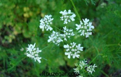 خواص اقاقیا برای لاغری،خواص اقاقیا برای دیابت،خواص اقاقیا برای سردرد