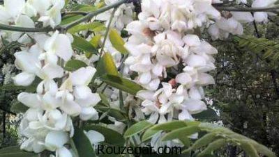 خواص اقاقیا برای لاغری،خواص اقاقیا برای دیابت،خواص اقاقیا برای سردرد