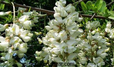 خواص اقاقیا برای لاغری،خواص اقاقیا برای دیابت،خواص اقاقیا برای سردرد