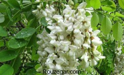 خواص اقاقیا برای لاغری،خواص اقاقیا برای دیابت،خواص اقاقیا برای سردرد