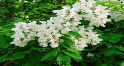 خواص اقاقیا برای لاغری،خواص اقاقیا برای دیابت،خواص اقاقیا برای سردرد