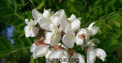 خواص اقاقیا برای لاغری،خواص اقاقیا برای دیابت،خواص اقاقیا برای سردرد