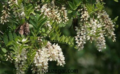 خواص اقاقیا برای لاغری،خواص اقاقیا برای دیابت،خواص اقاقیا برای سردرد