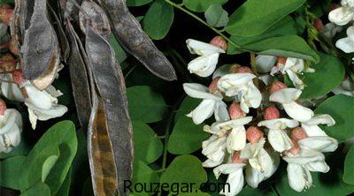 خواص اقاقیا برای لاغری،خواص اقاقیا برای دیابت،خواص اقاقیا برای سردرد