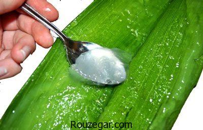 خواص آلوئه ورا در طب سنتی،خواص آلوئه ورا در بارداری،خواص آلوئه ورا برای مو