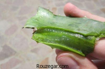 خواص آلوئه ورا در طب سنتی،خواص آلوئه ورا در بارداری،خواص آلوئه ورا برای مو