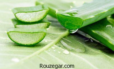 خواص آلوئه ورا در طب سنتی،خواص آلوئه ورا در بارداری،خواص آلوئه ورا برای مو