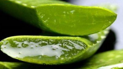 خواص آلوئه ورا در طب سنتی،خواص آلوئه ورا در بارداری،خواص آلوئه ورا برای مو