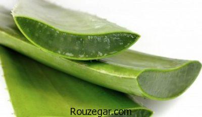 خواص آلوئه ورا در طب سنتی،خواص آلوئه ورا در بارداری،خواص آلوئه ورا برای مو