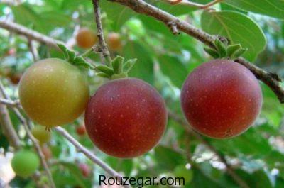 خواص انگور فرنگی چیست،رفع درد با خواص انگور فرنگی،رفع سنگ کلیه با خواص انگور فرنگی