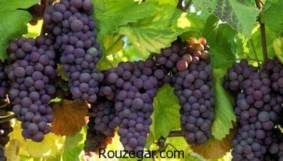خواص انگور شانی در بارداری،خواص انگور شانی برای پوست،خواص انگور شانی برای سرفه